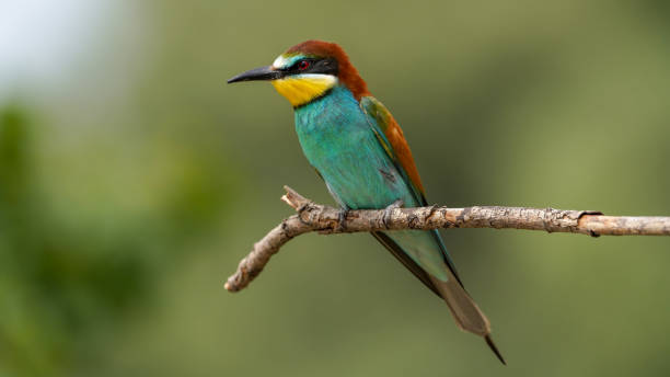 istock bee - eater on a branch in nature 2153862513