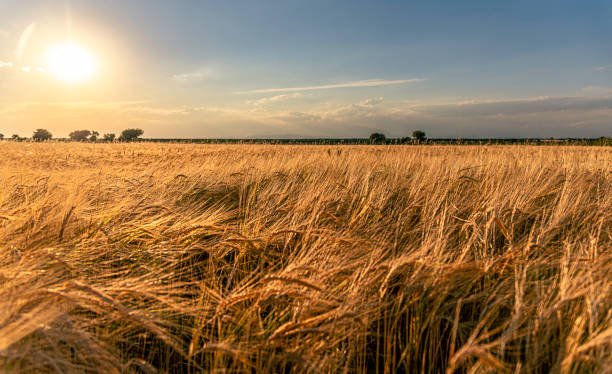 istock The Castilian plateau extends endless fields planted with wheat, Cabezamesada, Toledo 2153862554