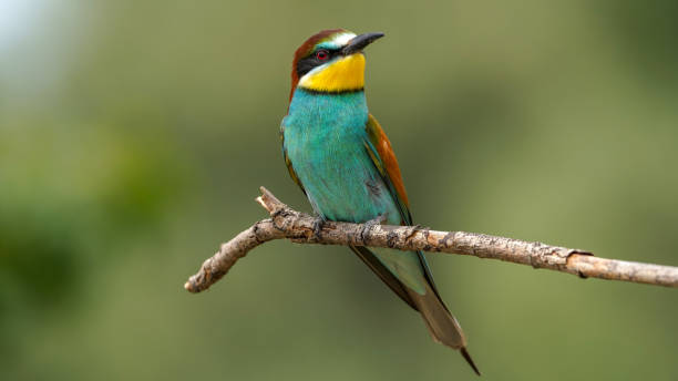 istock bee - eater on a branch in nature 2153862688