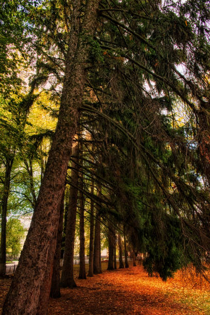 The image shows a forest path covered in fallen leaves, surrounded by tall trees with green and brown foliage, illuminated by soft sunlight filtering through the branches.