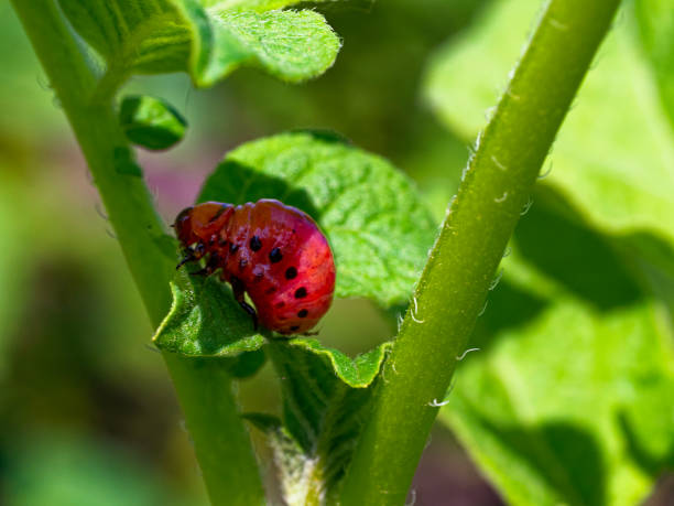 istock A spotted red larva is visible amidst lush, green, leafy vegetation. 2153862992