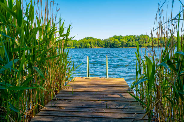 Peaceful view of a lake from the shore. View between reeds over a wooden jetty to the opposite shore of a lake. floating dock stock pictures, royalty-free photos & images