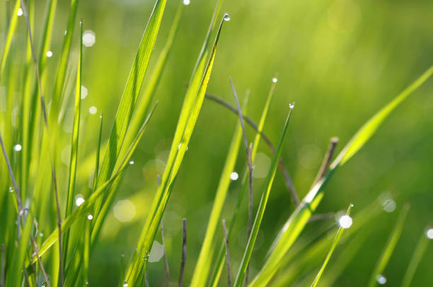 Close up of fresh grass with water drops in the early morning, lots of specular highlights. Shallow depth of field with focus on single blade of grass.