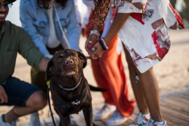 istock Multiracial Group Enjoying Canine Companionship on Sandy Shore 2153868692