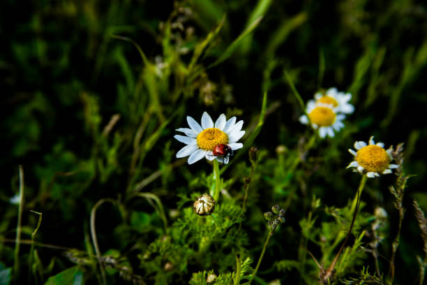 Daisies in the meadow