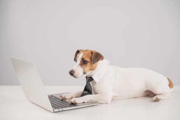 istock Jack Russell Terrier dog in a tie working on a laptop on a white background. 2153871562