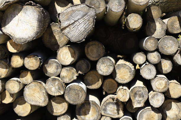 wood and timber joinery