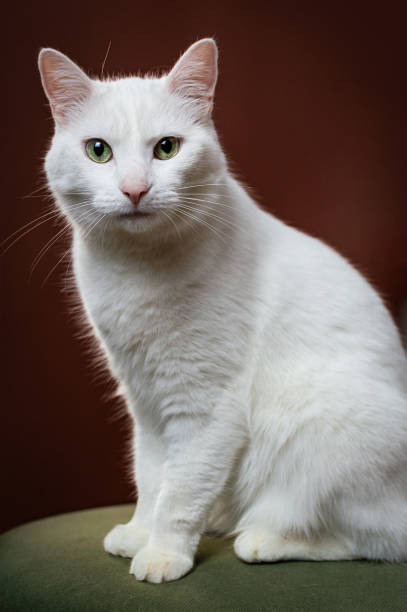 istock A white cat sits on a green cushion on a dark red background 2153872897