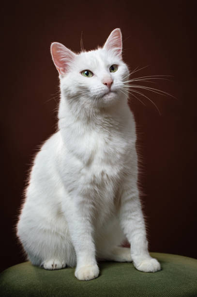 istock A white cat sits on a green cushion on a dark red background 2153872905