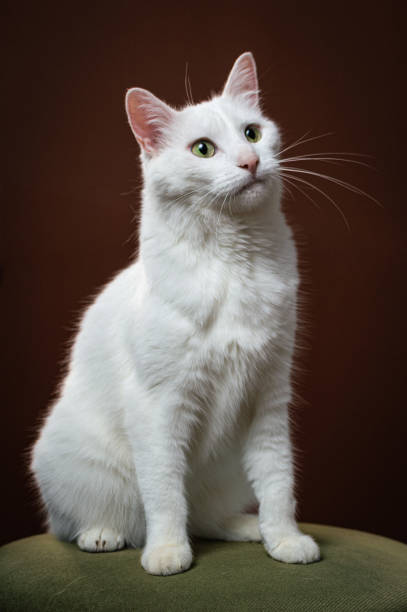 istock A white cat sits on a green cushion on a dark red background 2153872908