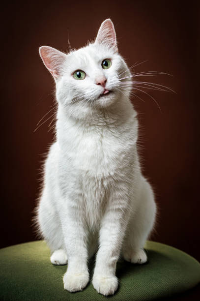 istock A white cat sits on a green cushion on a dark red background 2153872925