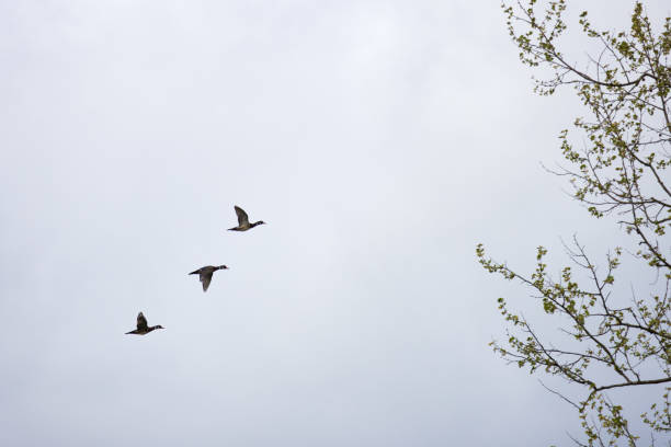 istock Wood Duck Drakes in Flight 2153874118