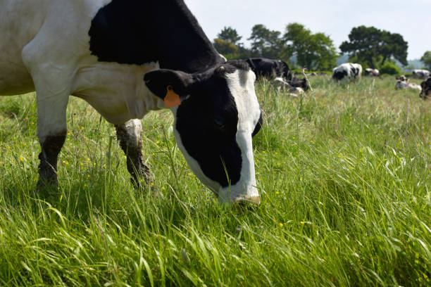 istock Dairy cows in the meadow 2153874642