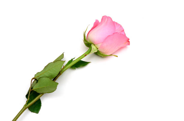 Single beautiful pink rose isolated on white background