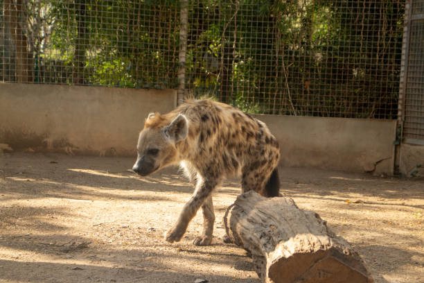 istock Spotted Hyaena,Crocuta crocuta on a sunny spring day 2153874674