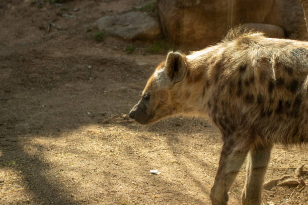 istock Spotted Hyaena,Crocuta crocuta on a sunny spring day 2153874680