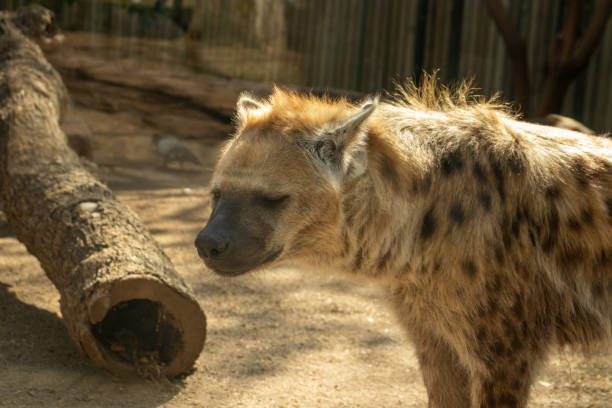 istock Spotted Hyaena,Crocuta crocuta on a sunny spring day 2153874692