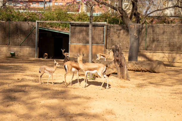 istock Saharian Dorcas Gazelle,Gazella dorcas osiris 2153874695