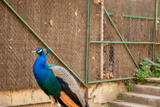 peacock standing gracefully
