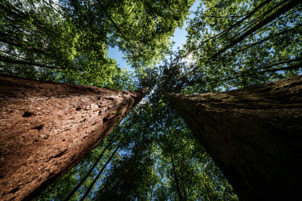 istock Sun shines through trees in the forest, creating a beautiful natural landscape, Sequoia Trees, mammoth Tree 2153875372