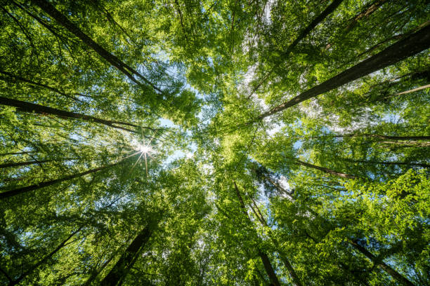 istock Observing the sun shining through the trees in a lush forest, sustainability 2153875449