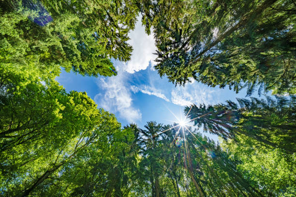 istock Observing the sun shining through the trees in a lush forest, sustainability 2153875486