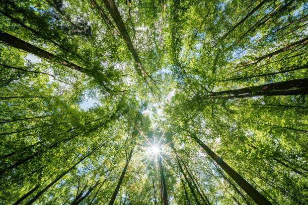 istock Observing the sun shining through the trees in a lush forest, sustainability 2153875521