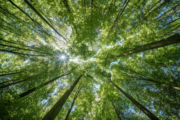 istock Observing the sun shining through the trees in a lush forest, sustainability 2153875531