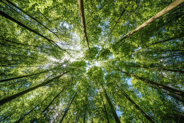 istock Observing the sun shining through the trees in a lush forest, sustainability 2153875588