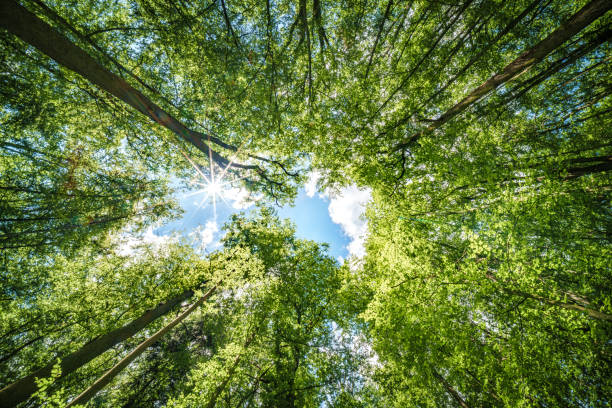 istock Observing the sun shining through the trees in a lush forest, sustainability 2153875638