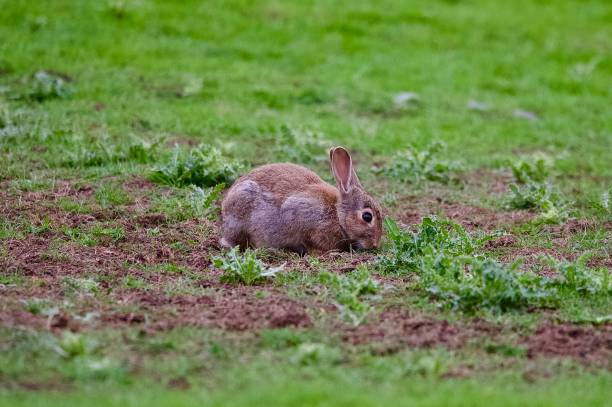 Free picture: animal, grass, wildlife, rabbit, outdoor, wild, rodent
