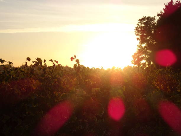 istock Sunset light in the vineyard, with sunbeams 2153877636