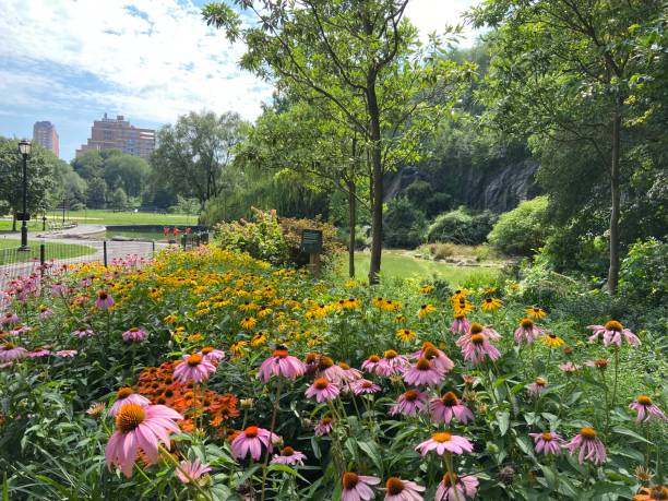 Colorful flowers blooming next to a path in Morningside Park, Harlem Colorful Coneflowers and Black-Eyed Susans blooming along a paved path next to the artificial pond in Morningside Park, Harlem, New York City harlem park stock pictures, royalty-free photos & images