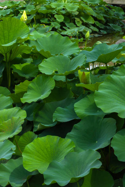 istock Lotus plant in a pond 2153878354