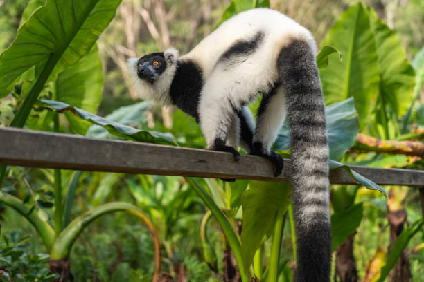 Coquerels Sifaka, Tropical forest jungle in Madagascar island