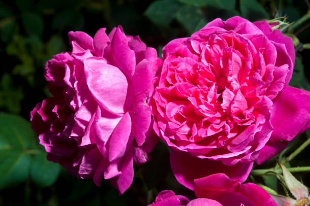 istock Organic Magenta Rose Bathed in Natural Sunlight 2153879164