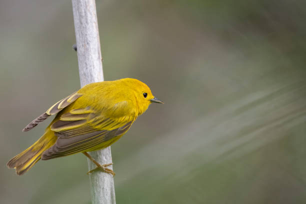 istock yellow warbler on a red rod 2153879206
