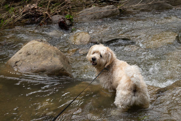 istock small white dog in the river 2153880016
