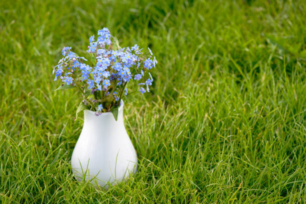 istock Forget-me-not flowers on green grass 2153880036