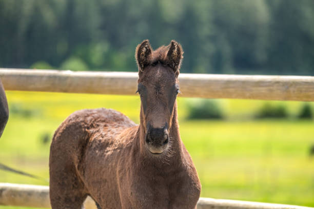 istock A friesian foal in nature 2153881479