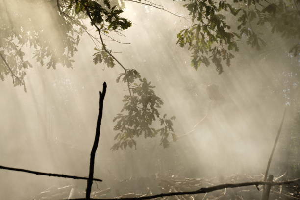 The fog and wood coal