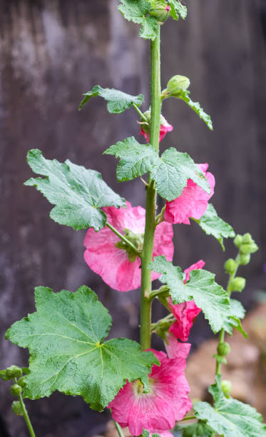 istock Common mallow or Malva sylvestris flowers. 2153882006