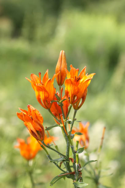 istock Orange lily flowers in summer garden. 2153882098