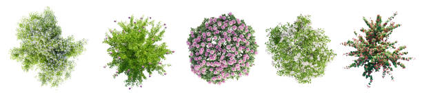 istock Different types of flowering garden bushes isolated on white background. Top view.  3D render. 2153882100