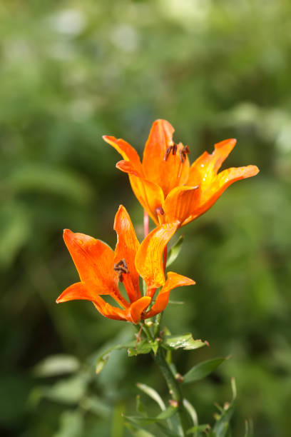 istock Orange lily flowers in summer garden. 2153882163