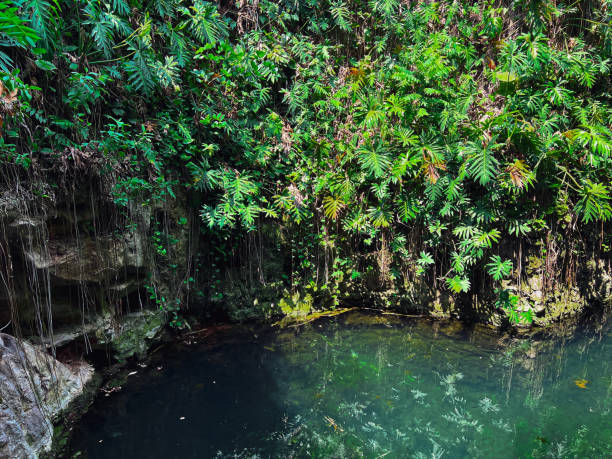istock Mexican cenote in Yucatan 2153882184