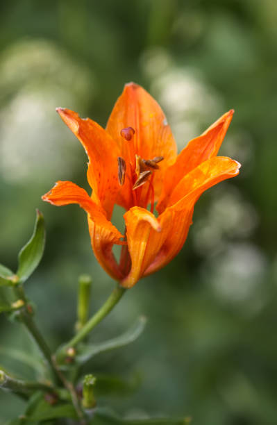 istock Orange lily flowers in summer garden. 2153882255