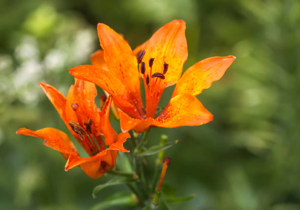 istock Orange lily flowers in summer garden. 2153882306