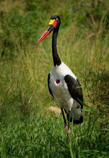 Saddle-billed Stork - Ephippiorhynchus senegalensis  or saddlebill, wading bird in stork in Ciconiidae, black and white back and red and yellow head. Portrait in green habitat in Africa.