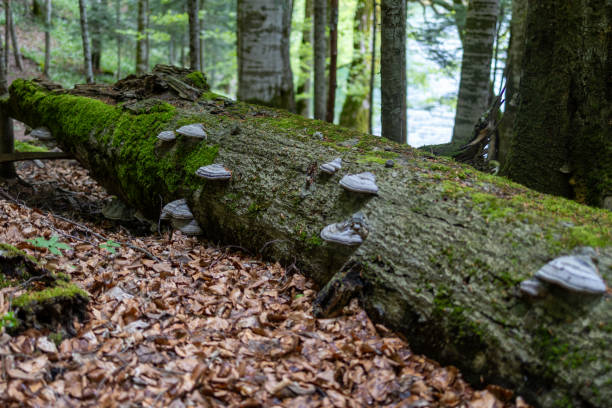 istock Wooden mushroom 2153882984